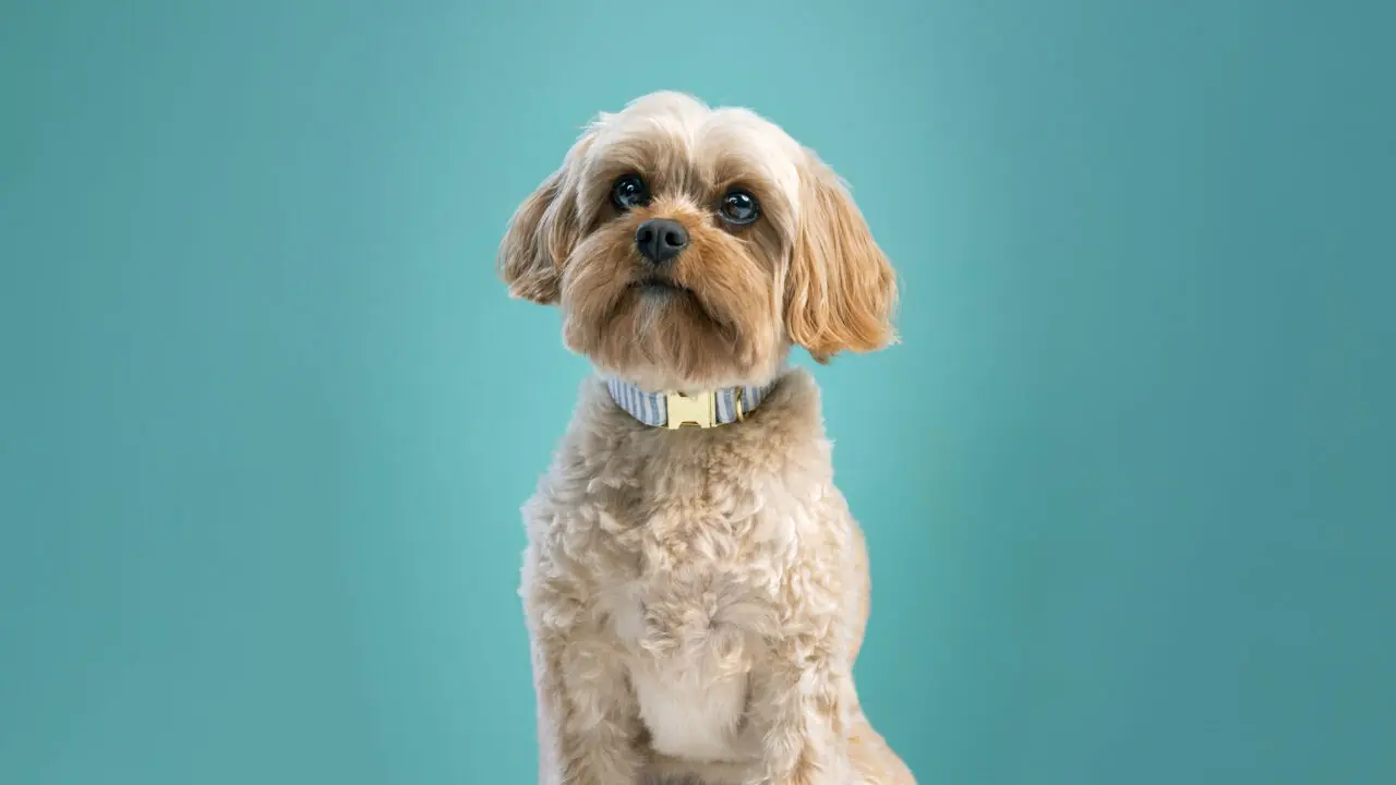 Live-your-Pet-Life-hero