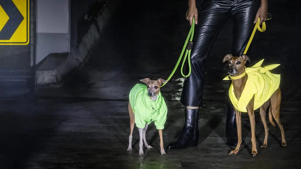 Southern-Cross–Pet-VIS